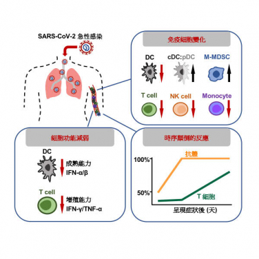 HKUMed discovers that acute SARS-CoV-2 infection impairs human immune defences: significant implications for viral transmission,  disease severity and vaccine research
